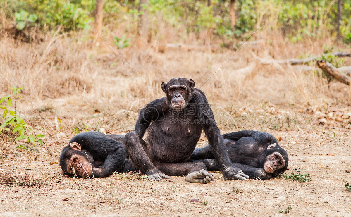 形态各异的三只猩猩