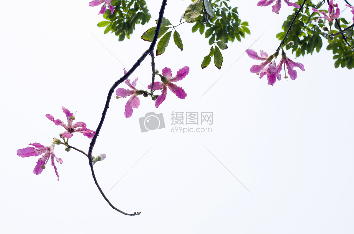 高调的紫荆花