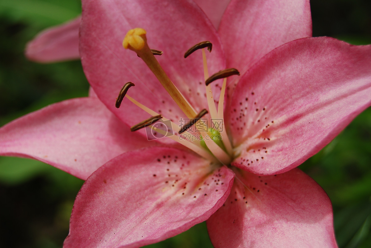 粉色的百合花