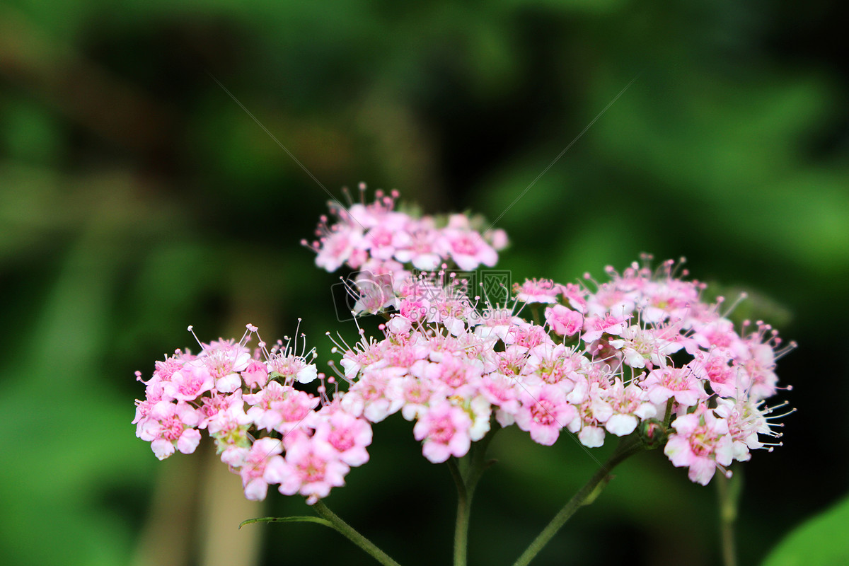 粉色小花