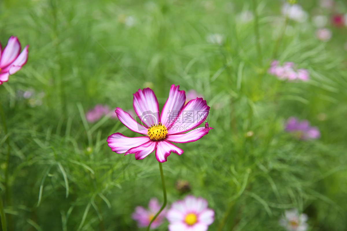 红色 花丛中 红色小花 紫色 花花草草 花草 自然风景