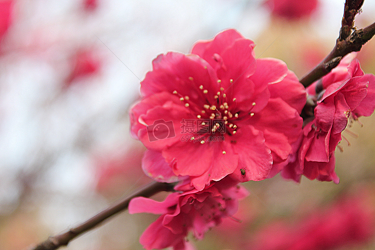 红色桃花