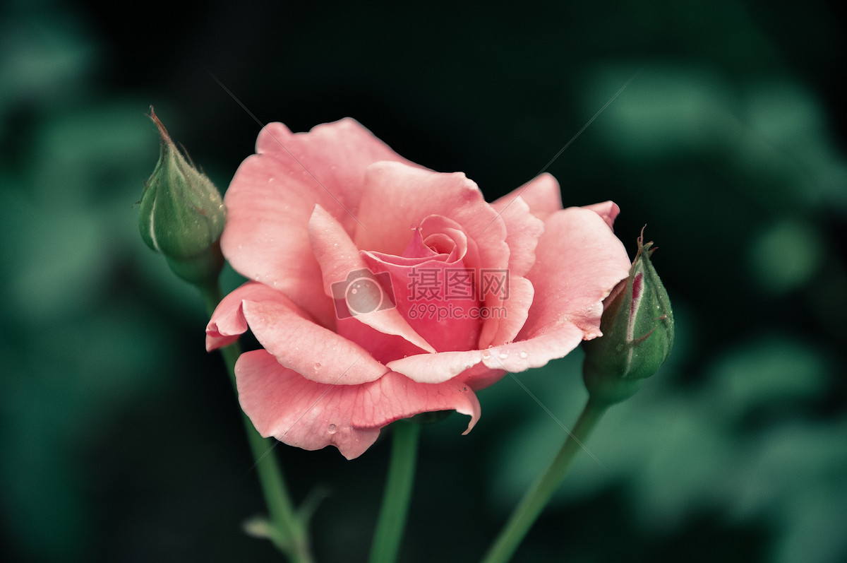 一朵月季花