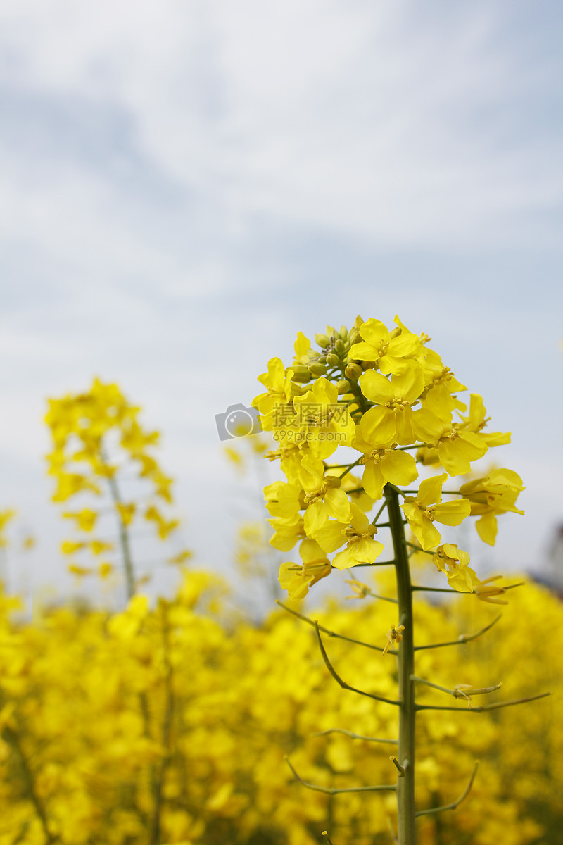 油菜花图片