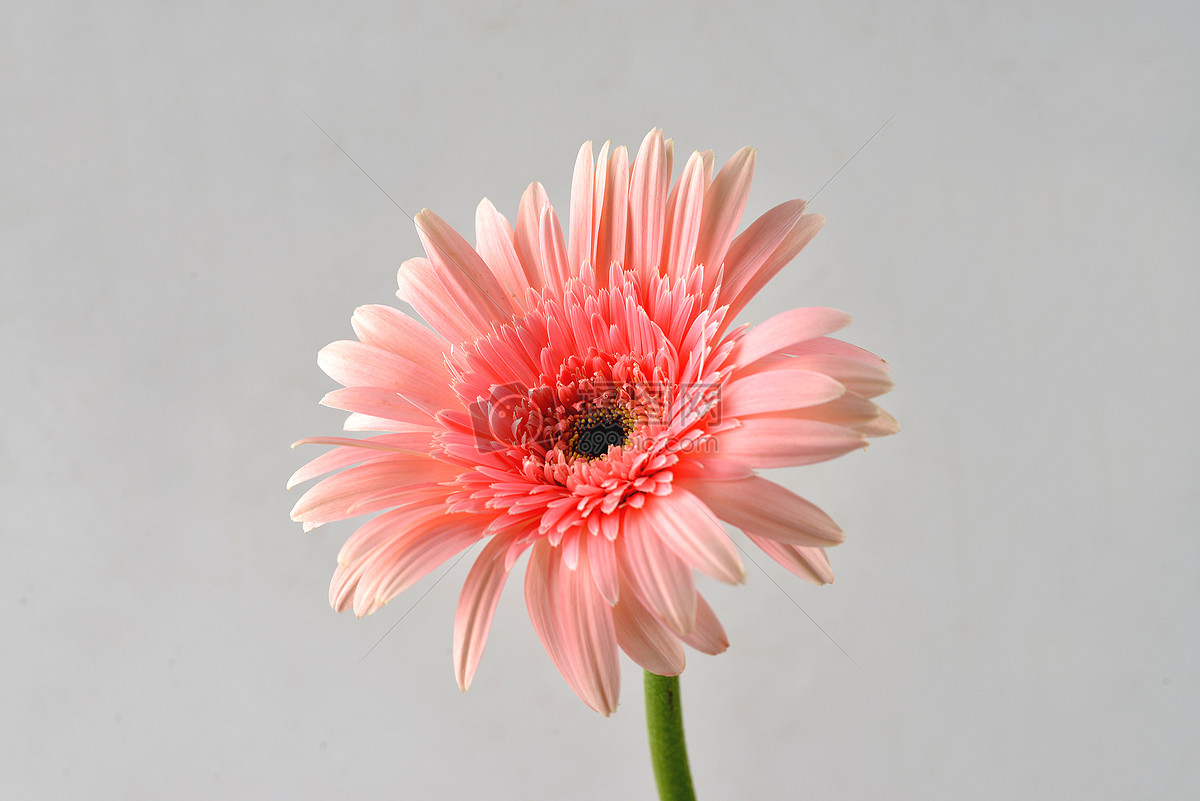 淡红粉色非洲菊