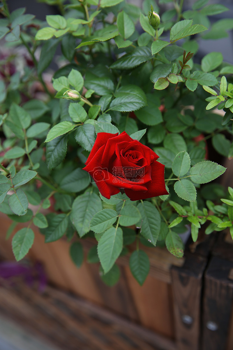 照片 自然风景 街角的玫瑰花.