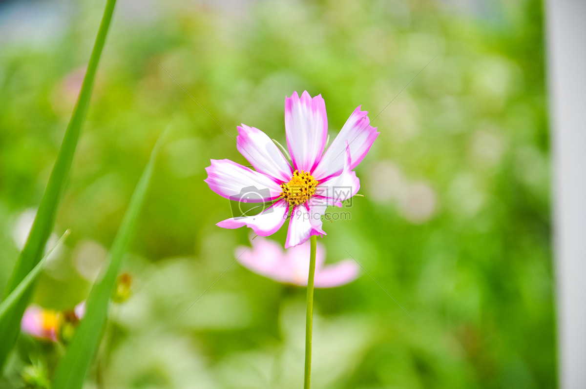 渐变的花卉