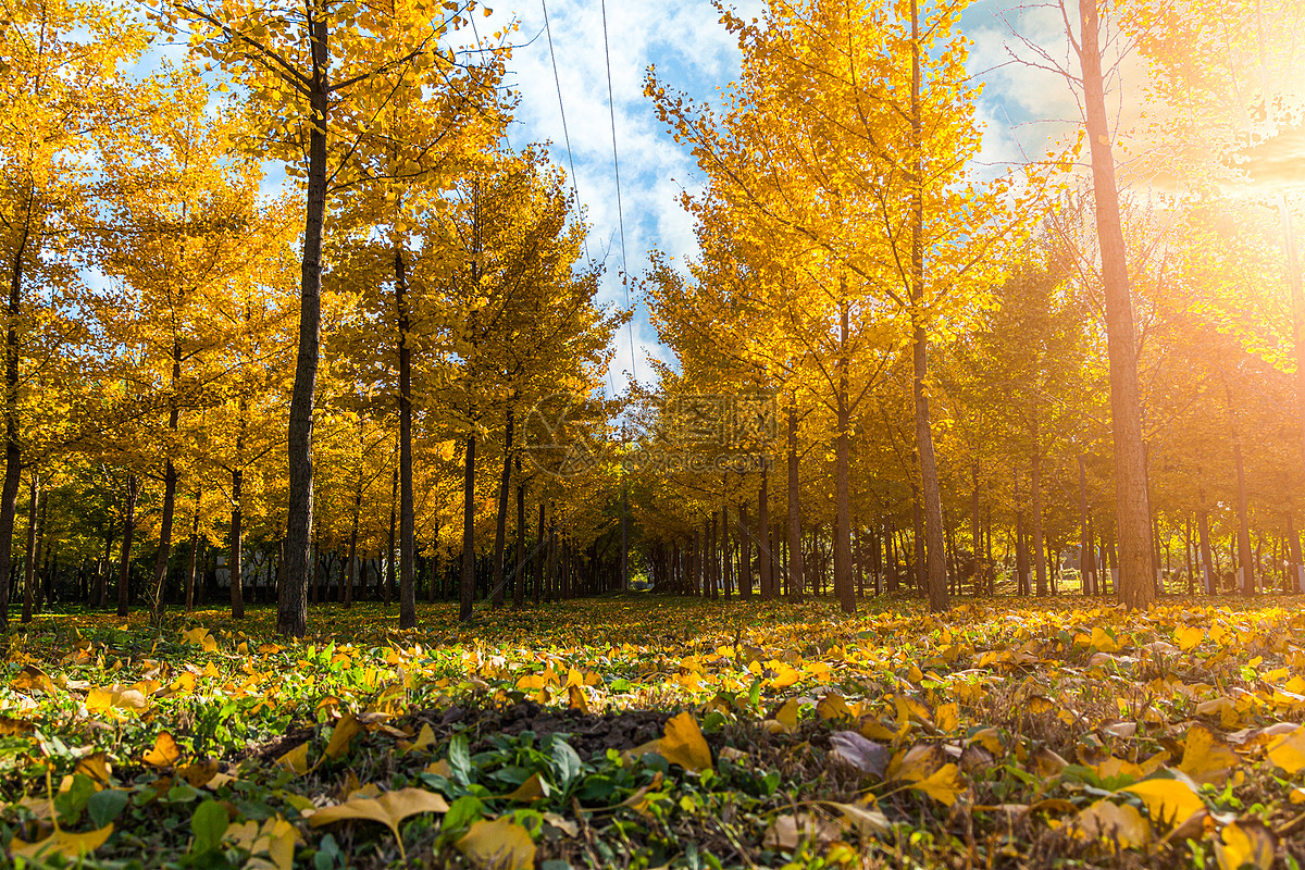 秋天森林的路自然风景桌面壁纸-壁纸图片大全