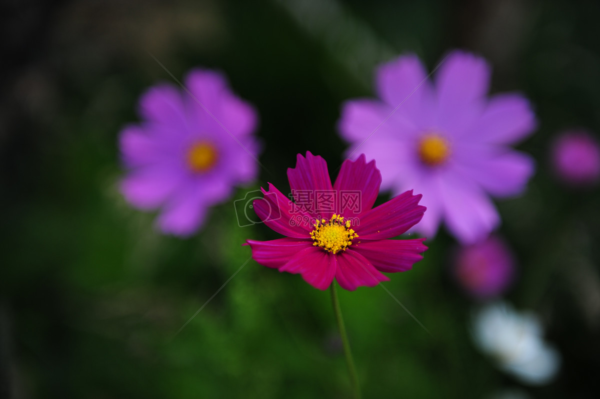 紫色的格桑花
