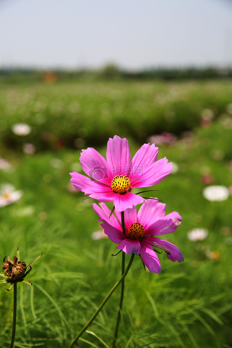 花小花特写枚红色花花园草地郊外花园野花遍地2朵枚红色小花特写图片2