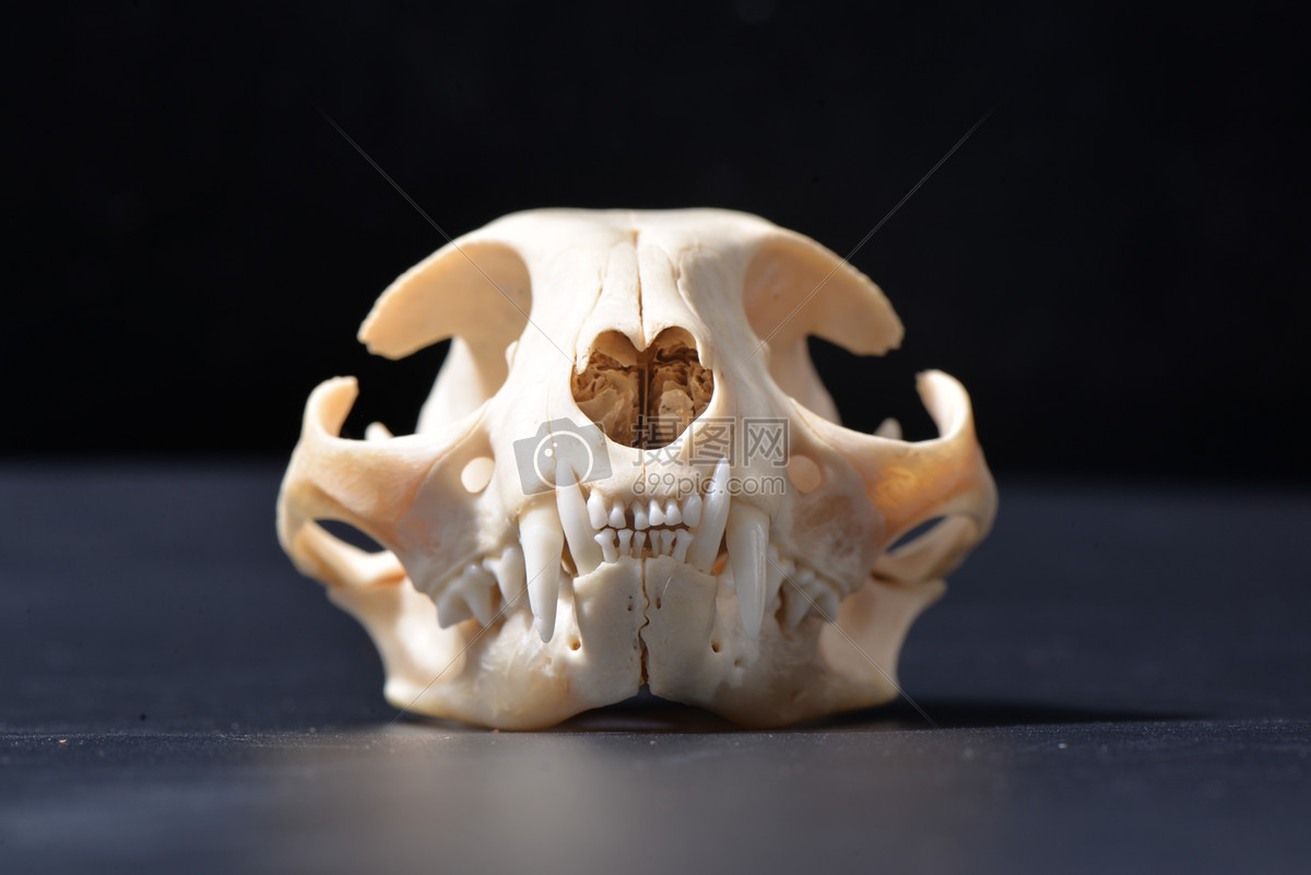 超酷帅气原始野性恐怖草原斑猫豹猫头骨骨头牙齿眼眶筛骨骨质品标本