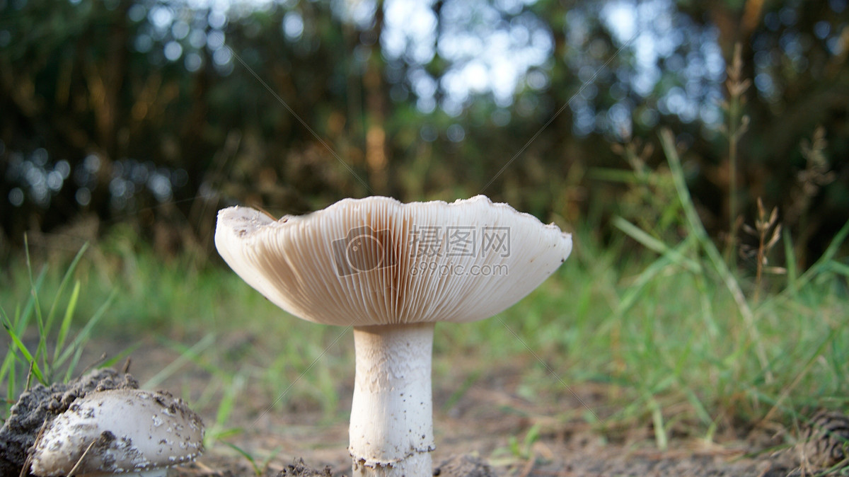 草地里的白色蘑菇