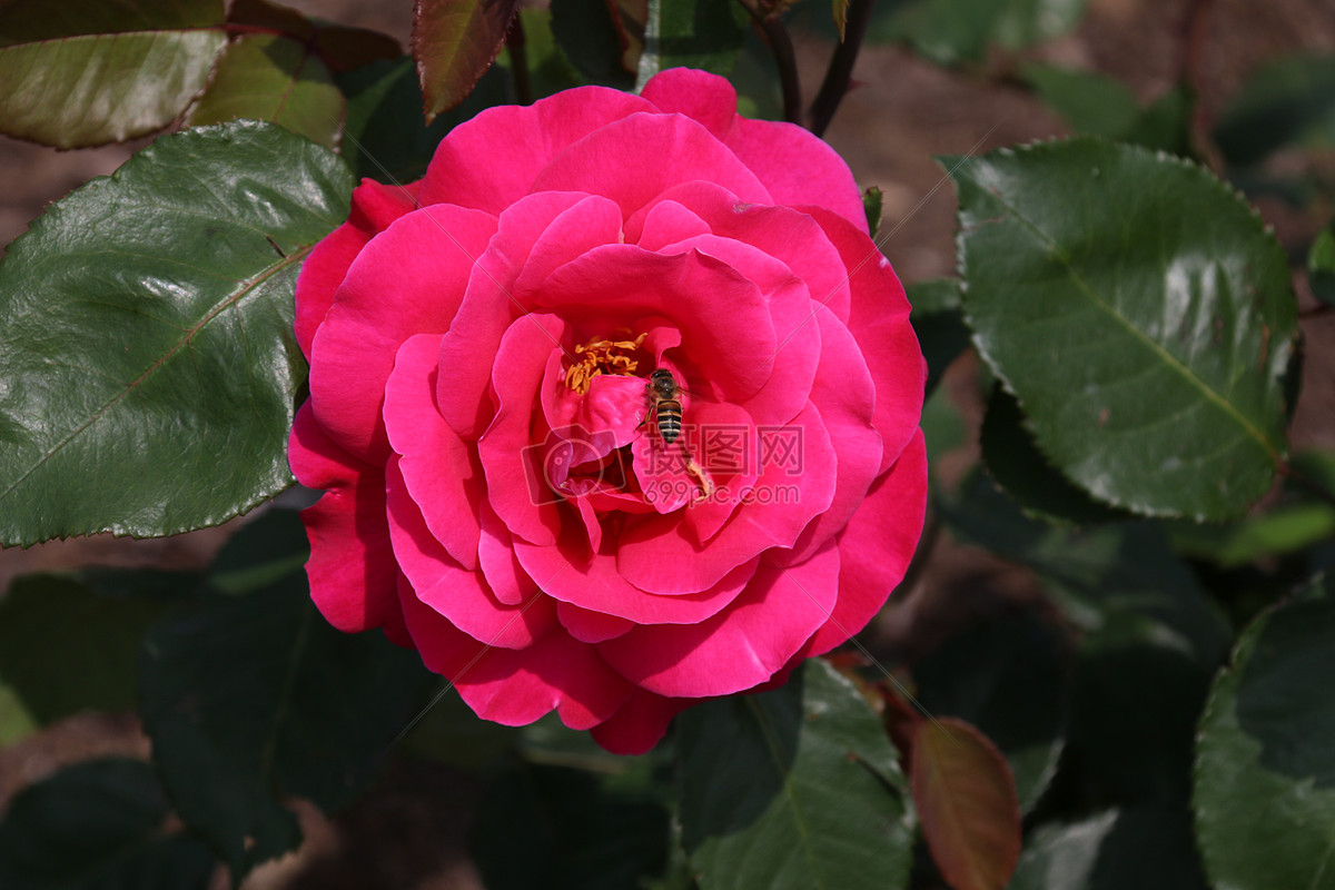 红色月季花