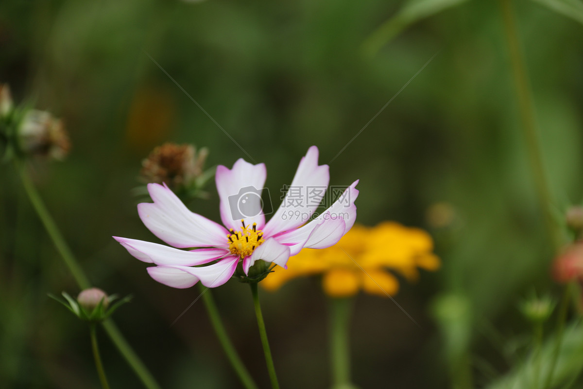 波斯菊特写