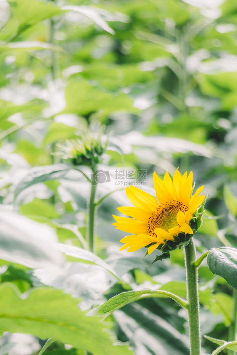 图片 照片 自然风景 向日葵背景虚化阳光清新.