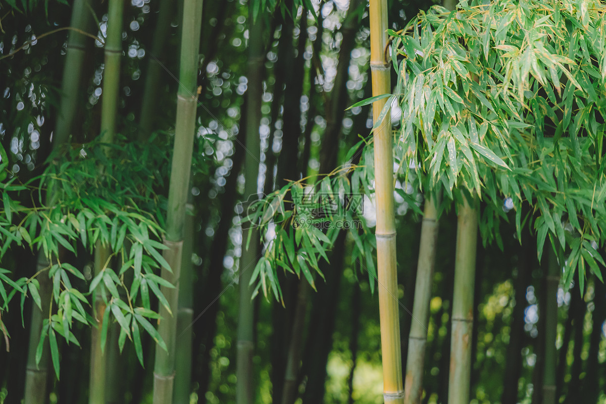 照片 自然风景 竹林绿叶绿意盎然自然风光.