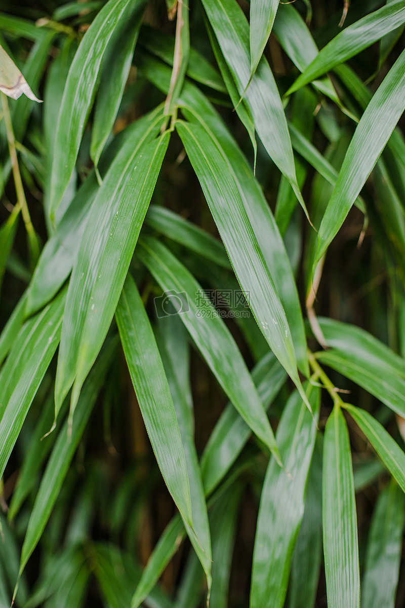 绿植竹叶特写纹理图案