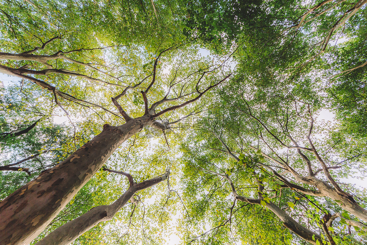 古树（大树）名木养护与抢救复壮技术 - 实用技术 - 广州市林业园林科技推广服务平台