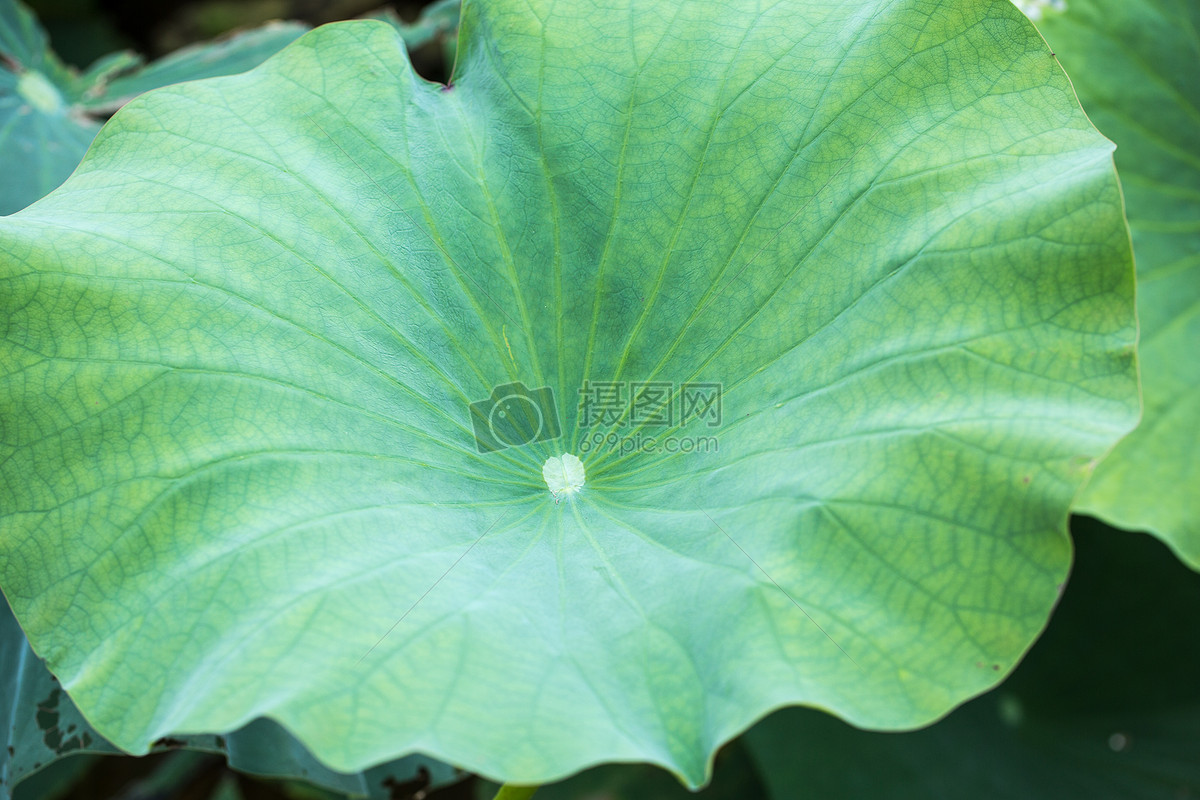 自然风景绿色植物荷叶