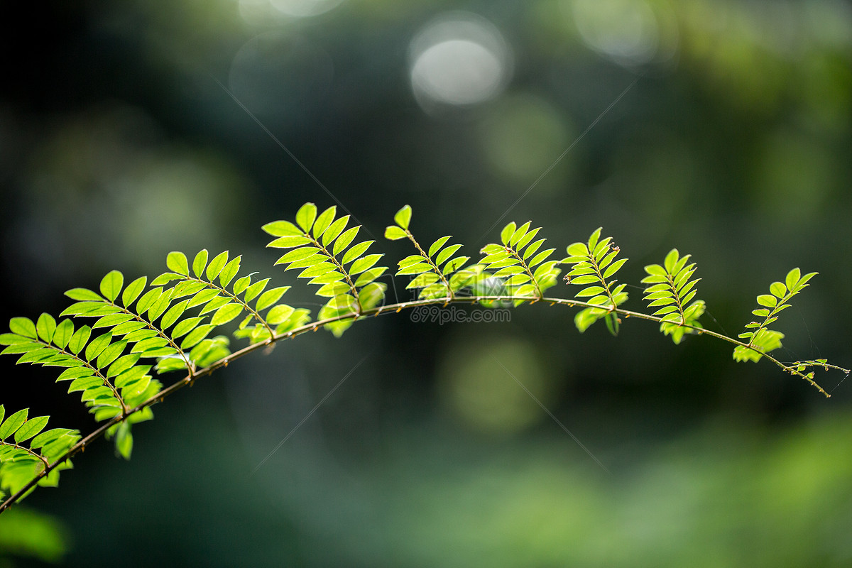 自然植物绿色树叶素材背景