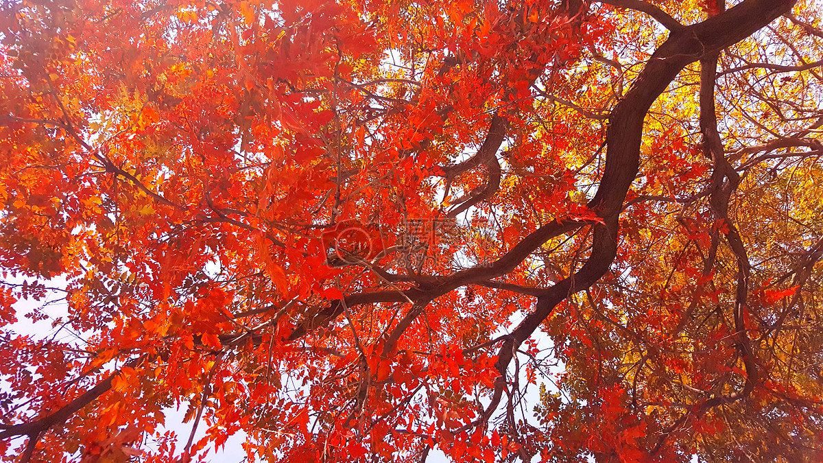 秋天的大红叶树图片素材_免费下载_jpg图片格式_vrf