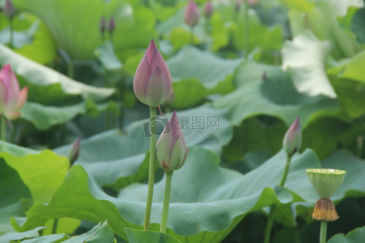 荷花花苞