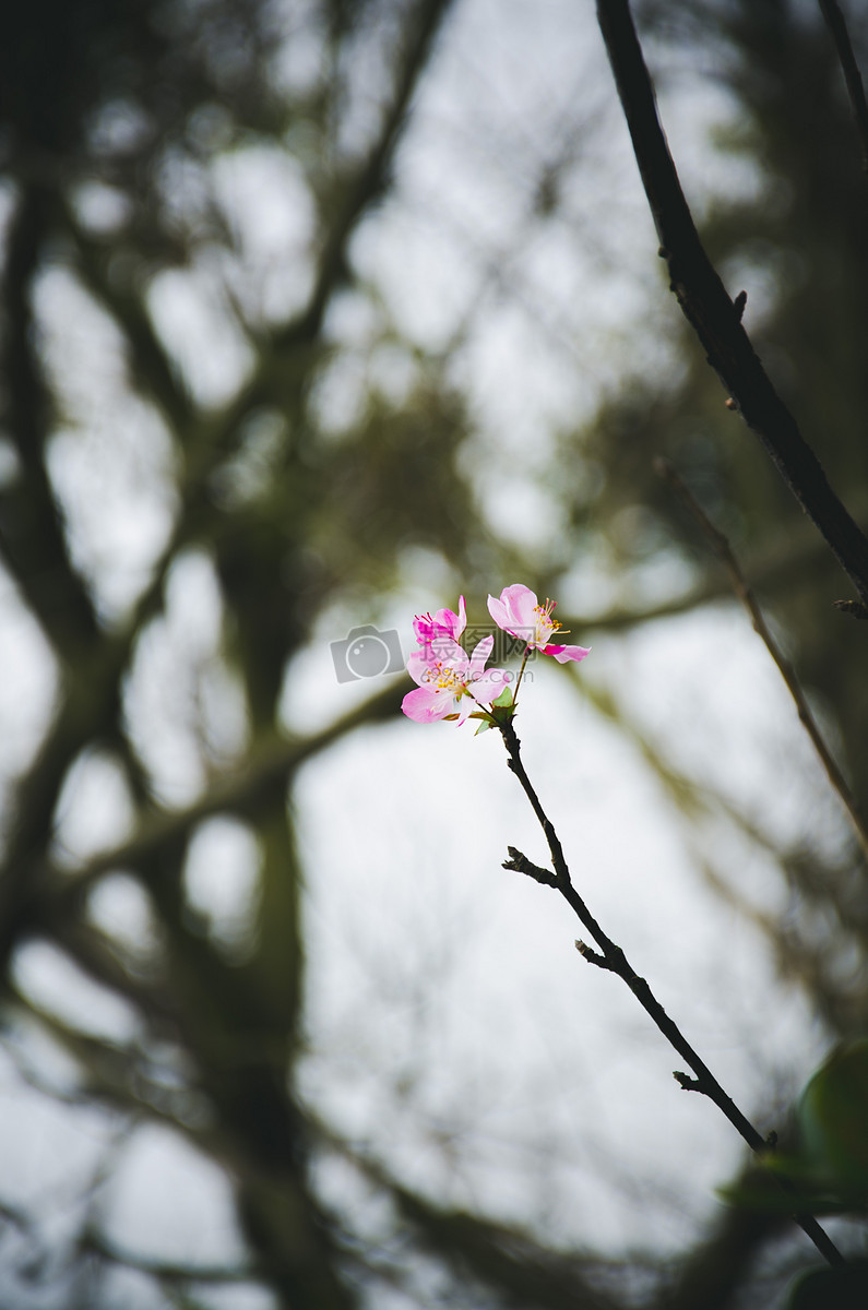 照片 自然风景 桃花一枝独秀.