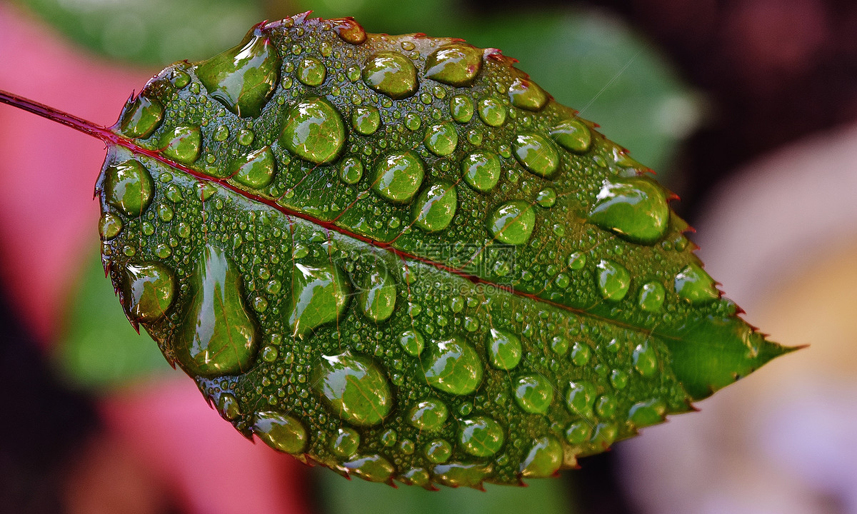 雨后的树叶