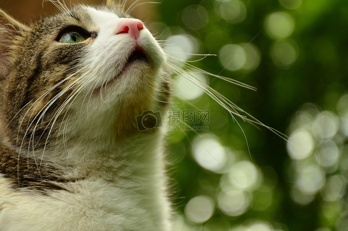 抬头看望的猫咪