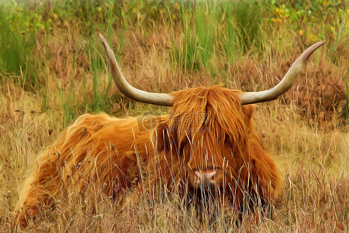 草丛里的牛摄影图片照片免费下载,正版图片编号,搜索