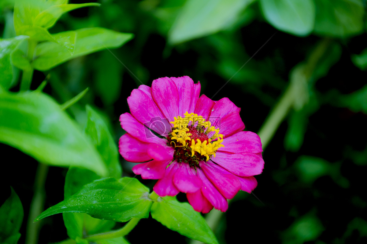 一朵鲜花