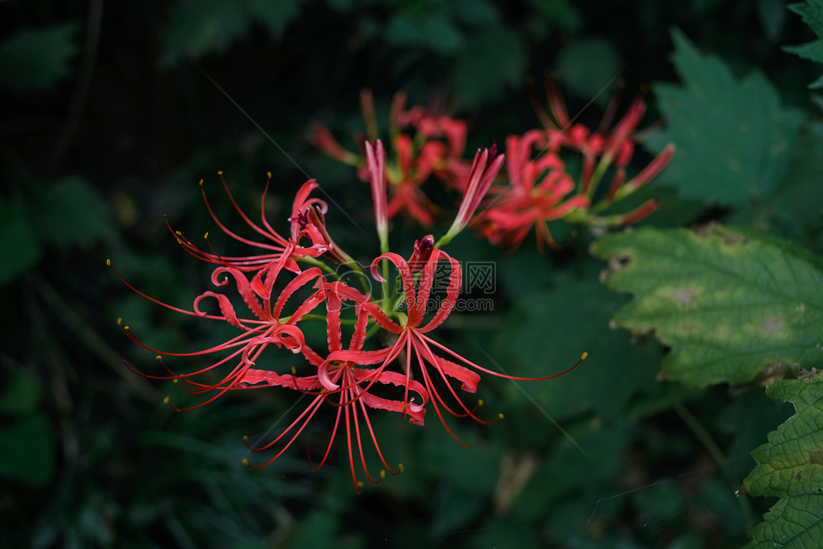 曼珠沙华图片素材_免费下载_jpg图片格式_VRF高清图片500168421_摄图网