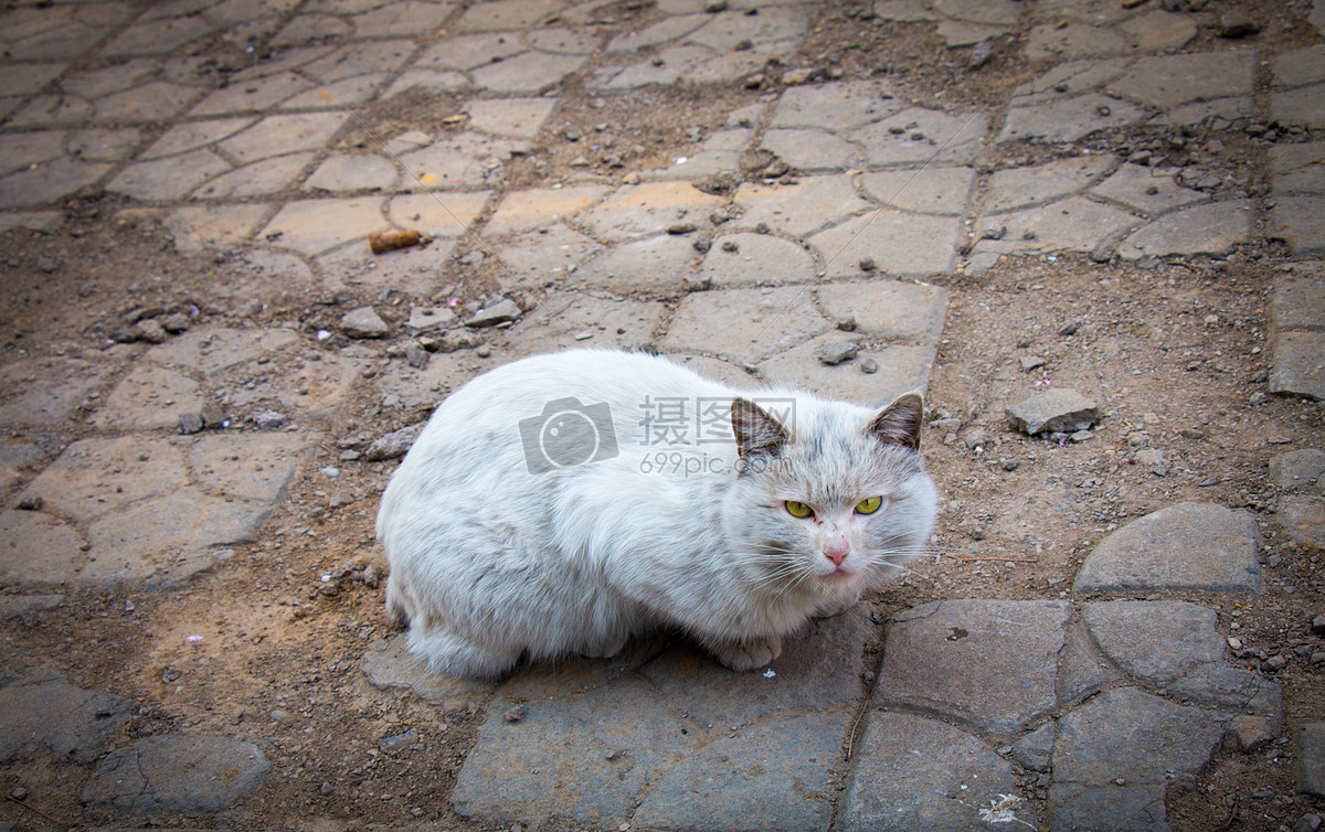 标签: 流浪猫流浪猫吃火腿肠爬树猫猫眼白色猫纯白猫霸气的猫纯白流浪