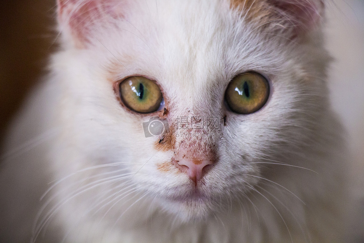 花瓣 举报 标签: 动物特写有病的猫咪有病的猫咪特写猫咪特写猫咪脸部