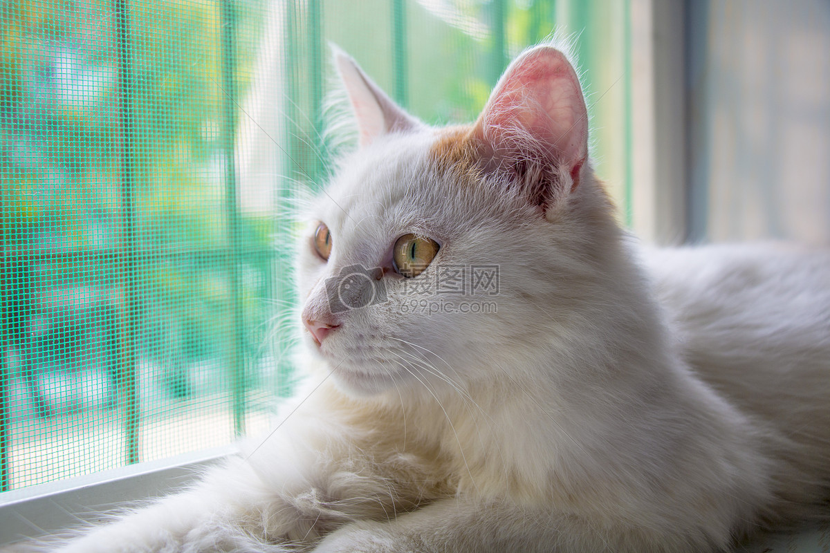 窓の外を見つめる猫(1920x1080px)のデスクトップPC用の壁紙 | 高画質 | 壁紙キングダム