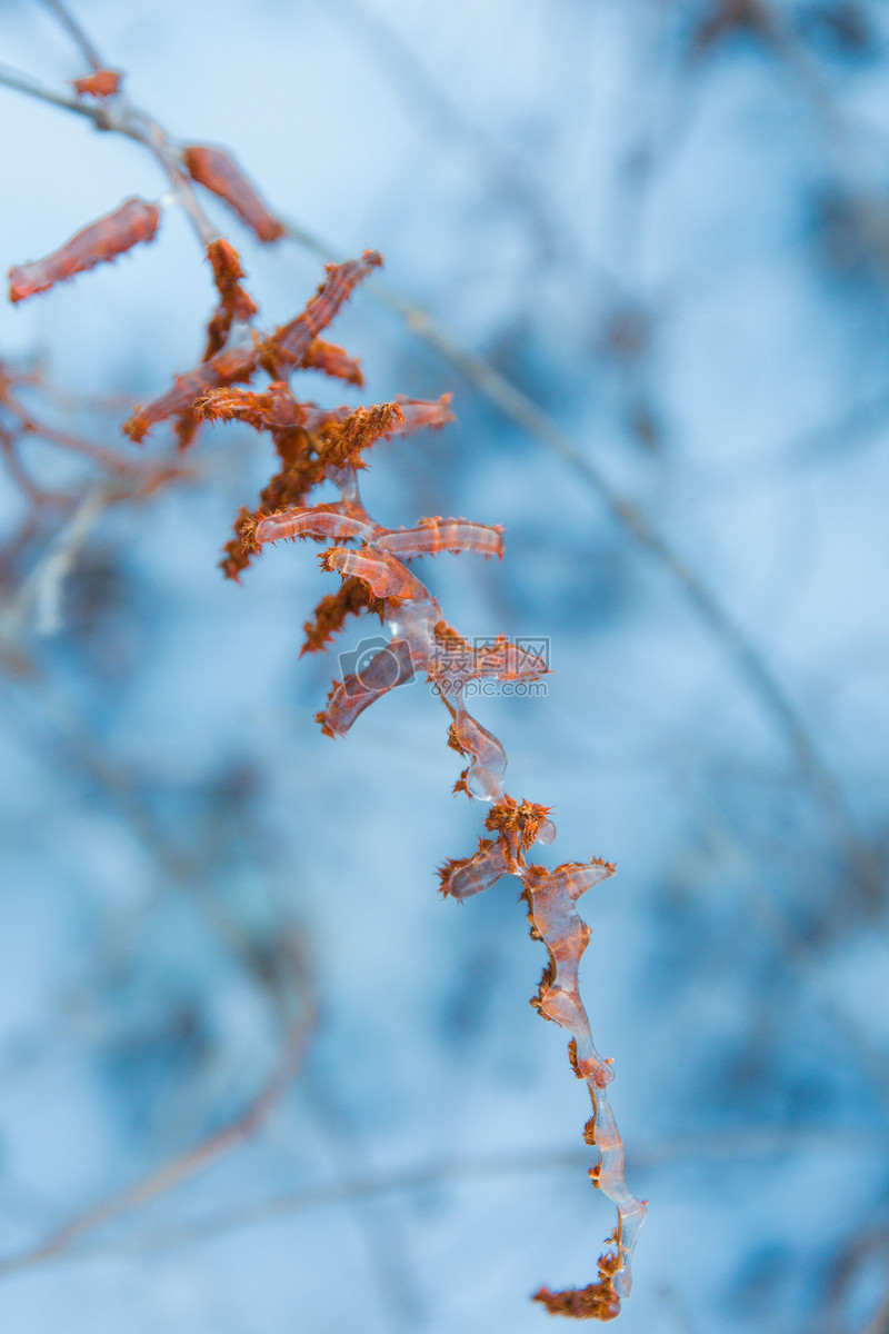 图片 照片 自然风景 冬季植物写真.