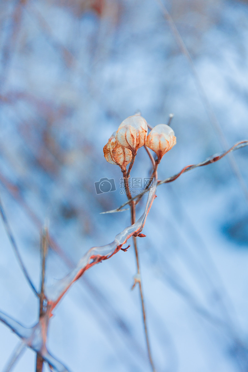 冬季植物写真