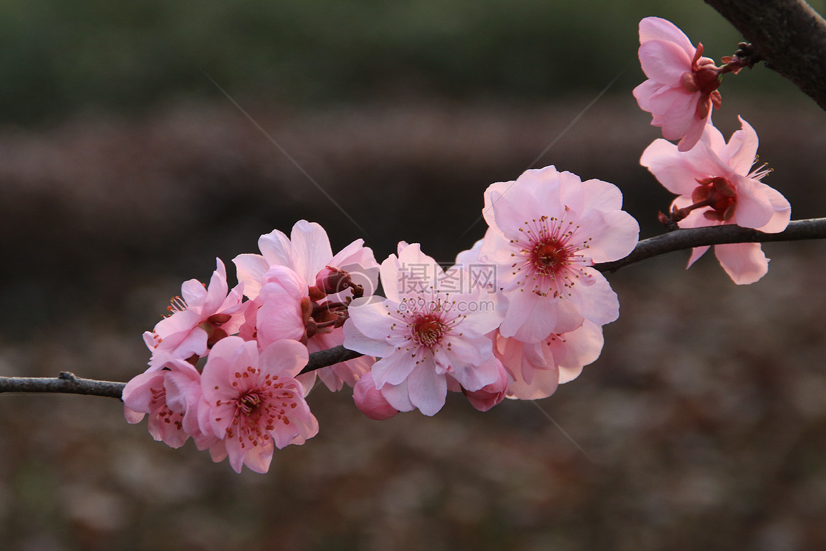 杏花 梅花 桃花 李子花