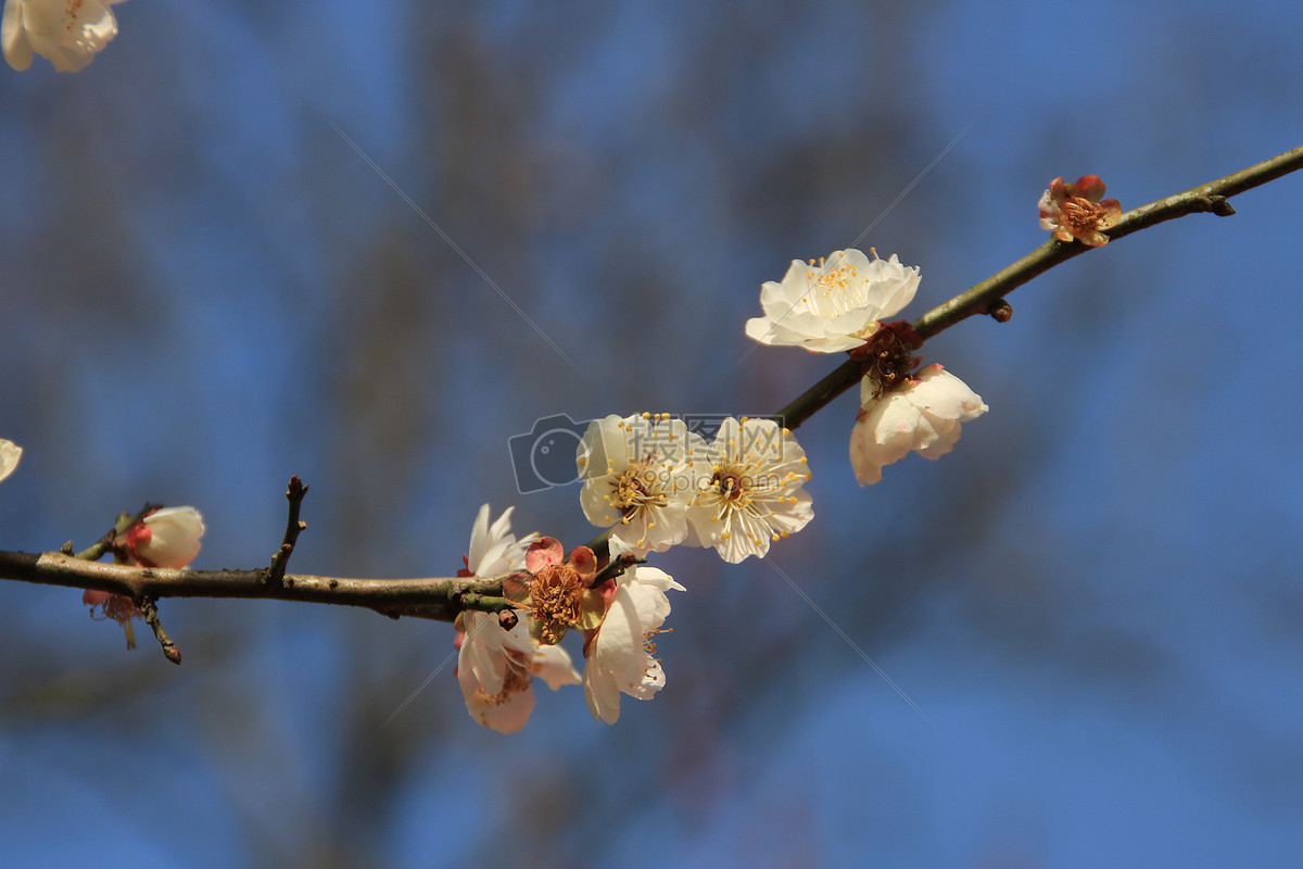 一枝梅花