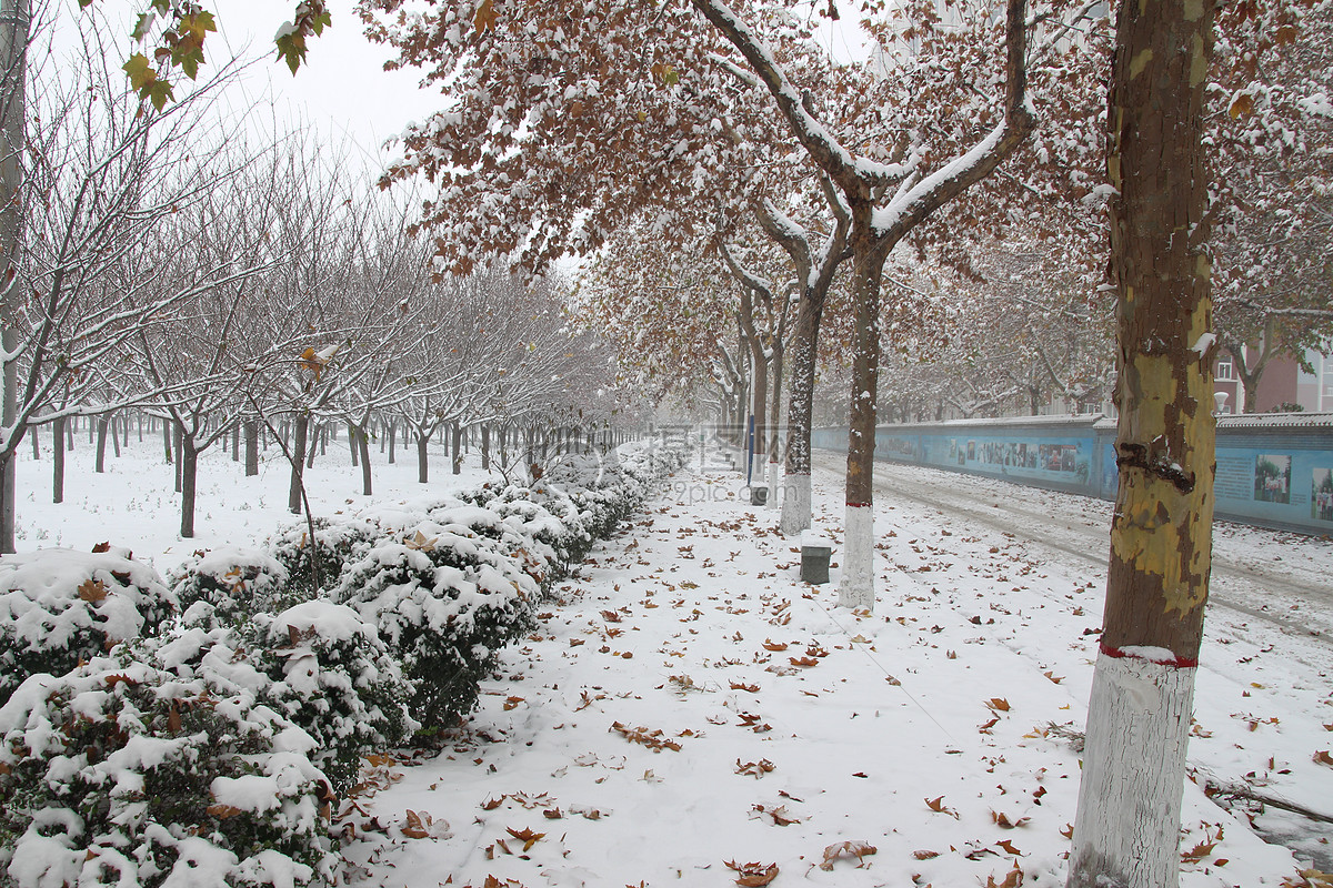 初雪校园摄影图片素材免费下载_花草树木图库壁纸大全