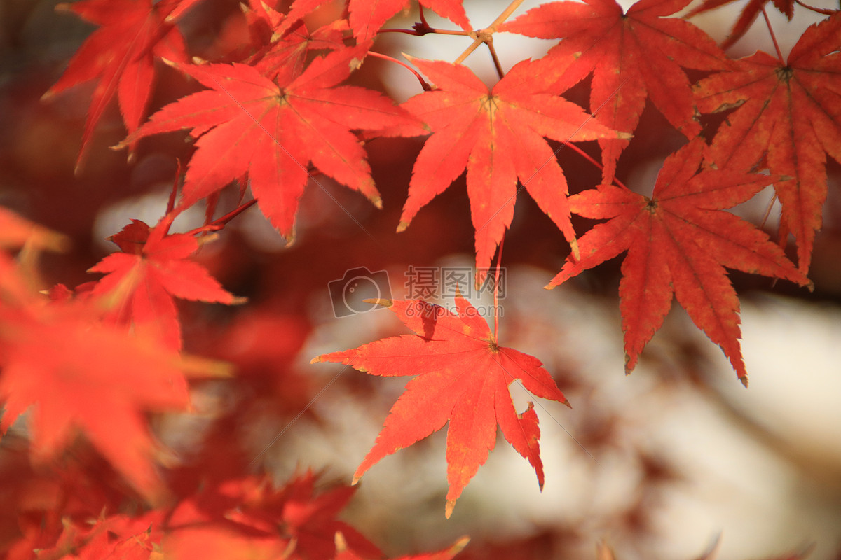 秋天的枫叶图片素材_免费下载_jpg图片格式_vrf高清