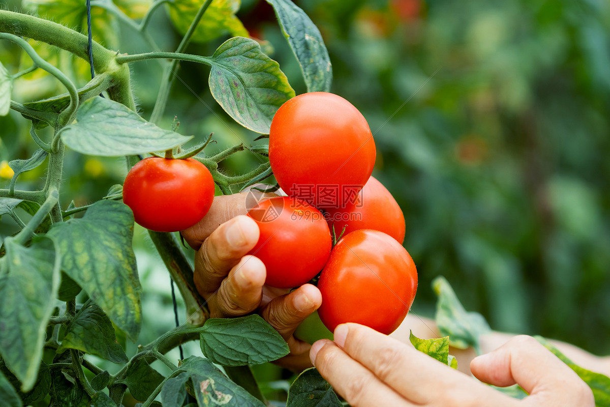 新鲜的绿色西红柿和红色西红柿在一个篮子里图片下载 - 觅知网