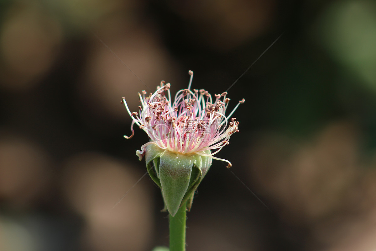 月季花蕊图片