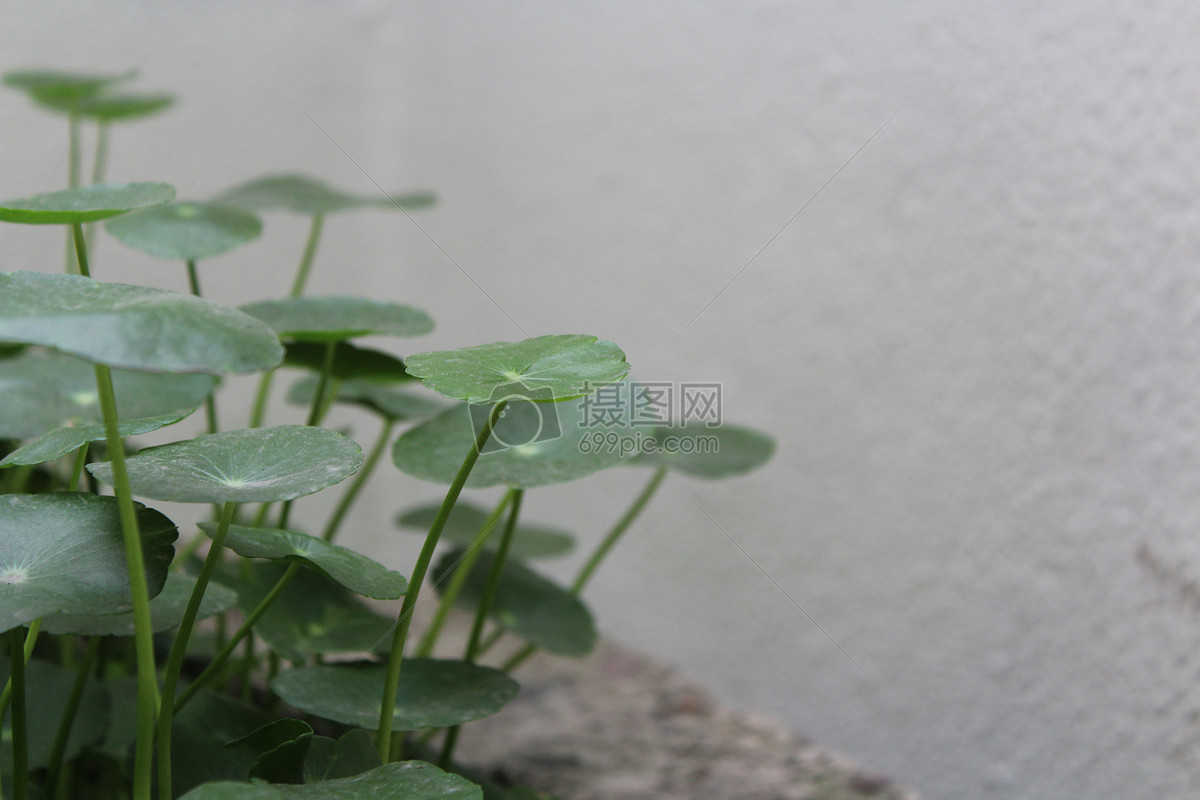 墙角的铜钱草图片素材_免费下载_jpg图片格式_vrf高清图片500218709