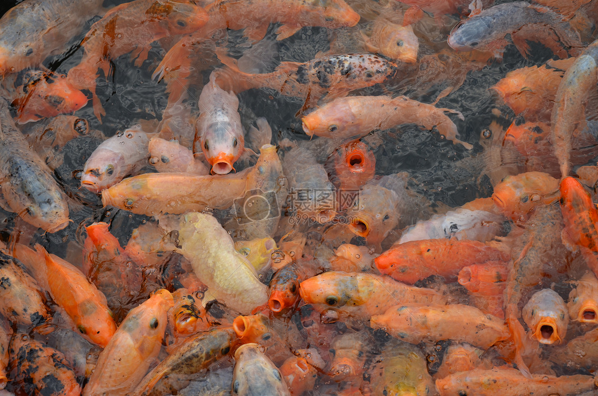 水池里挤满了金鱼