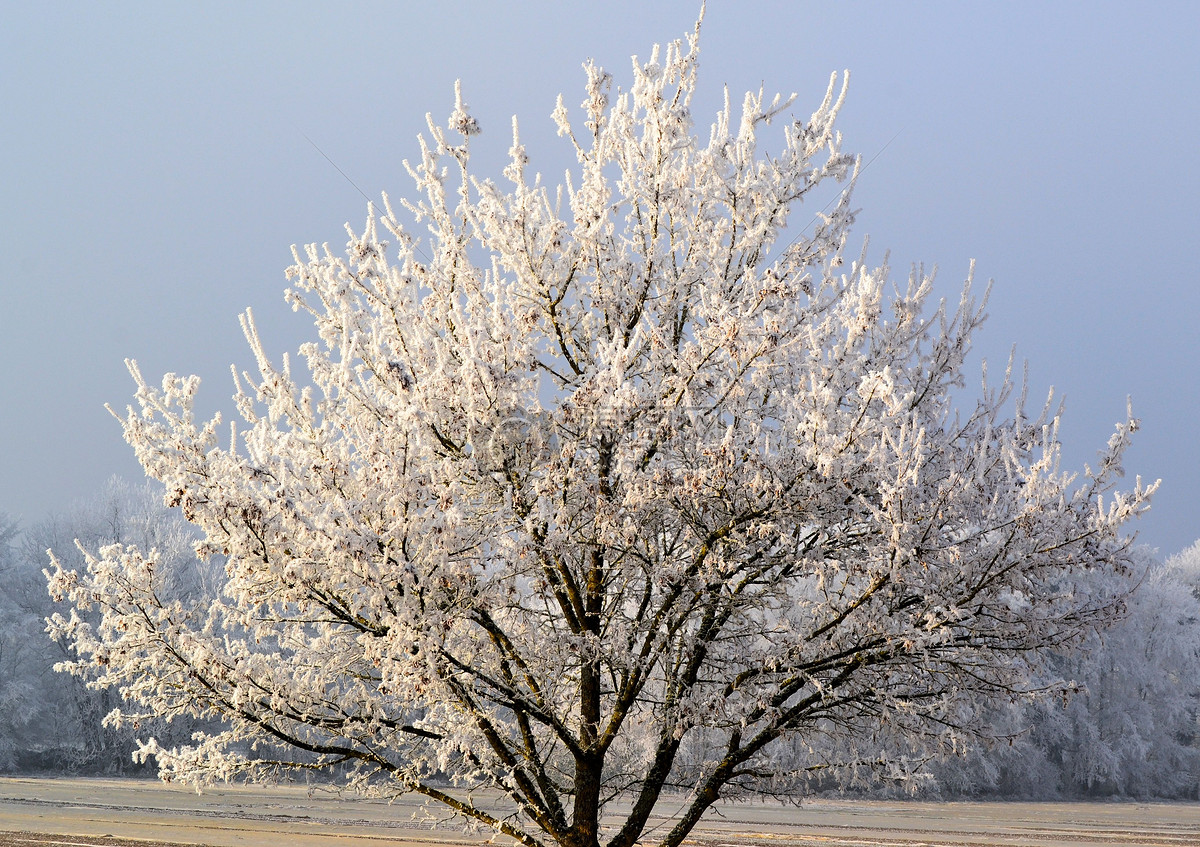 冬季的树木摄影图片免费下载_花草树木图库大全_编号