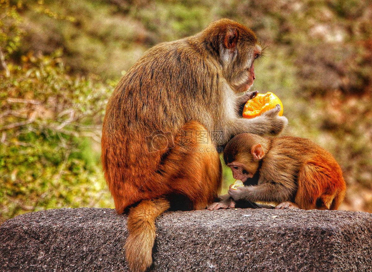 吃橙子的猴子图片素材_免费下载_jpg图片格式_VRF高清图片500228381_摄图网