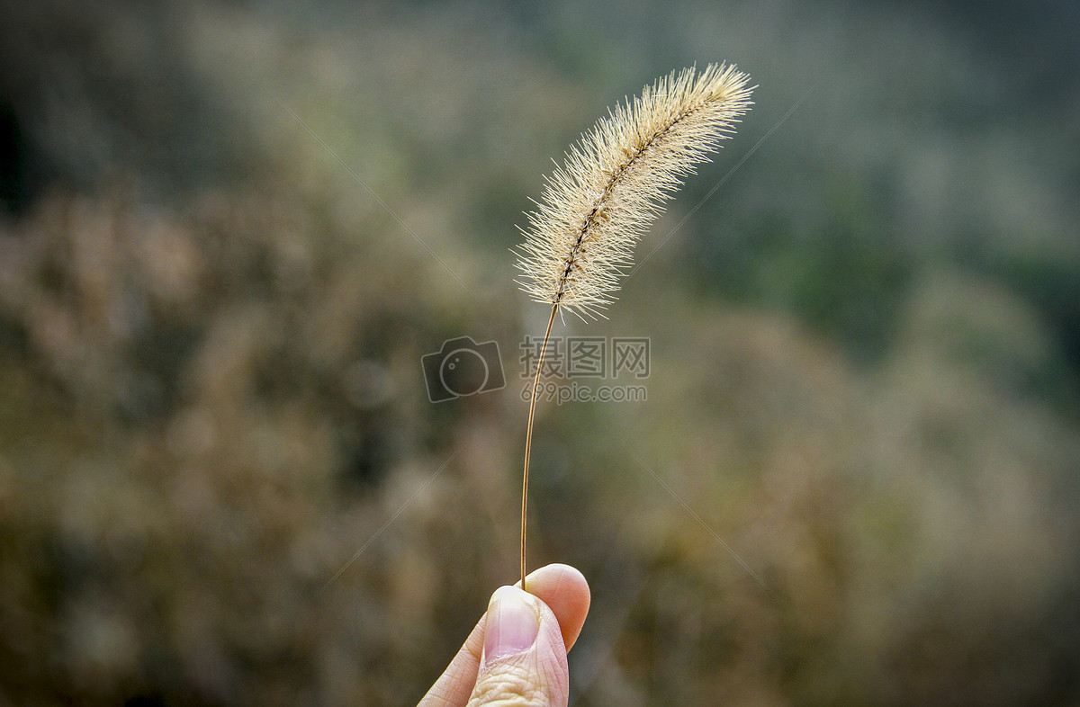 狗尾草
