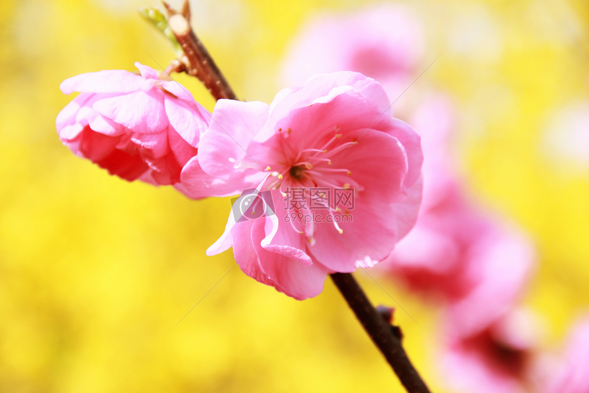 春天 花卉 桃花