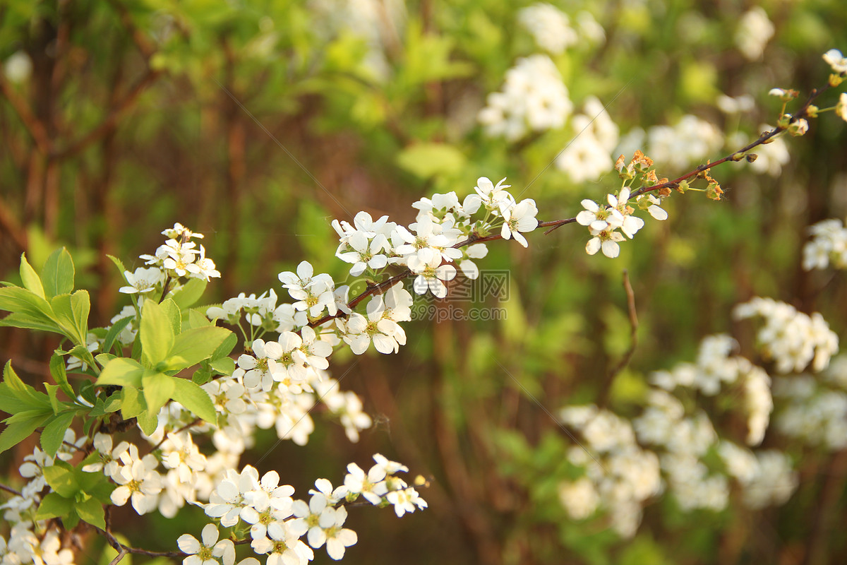 春天 花卉 桃花